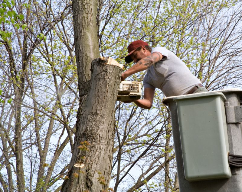 Contact About Tree Limb Chipping