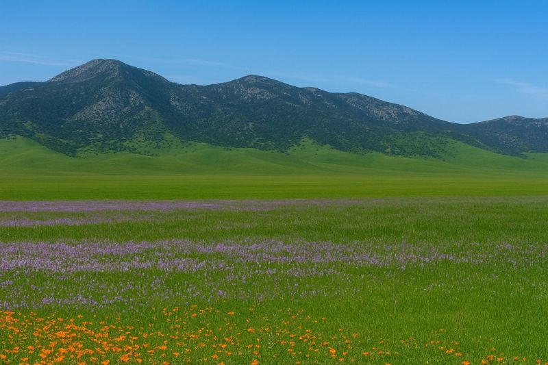 Yard Cleanup Service in Rosamond, CA
