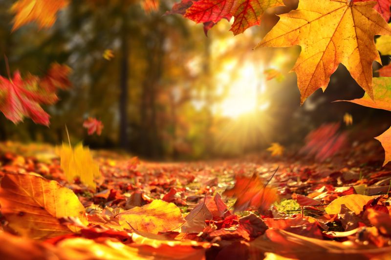 Fall Lawn Cleanup Service