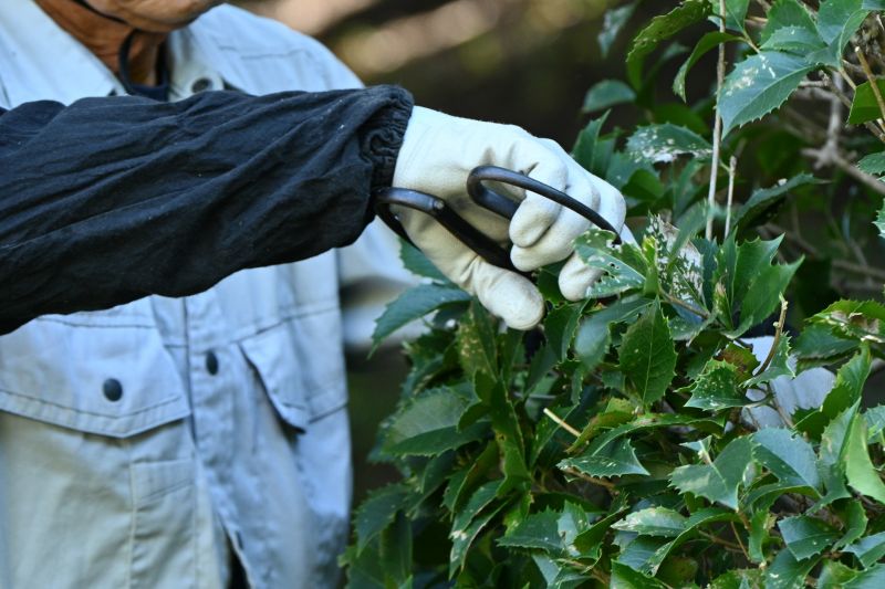 Forsythia Pruning in Honolulu, HI