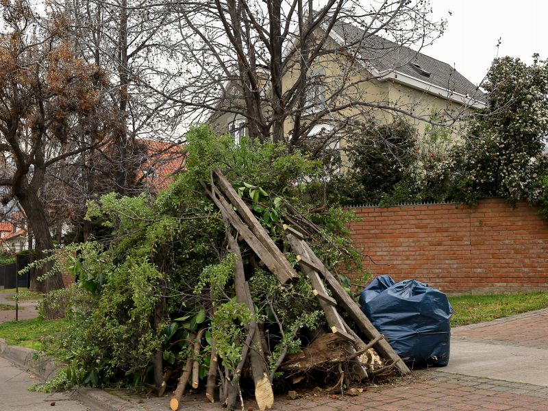 Leaf Removal